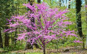 Top Trees And Shrubs To Plant In Spring