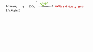 Review The Overall Equation Of Cellular