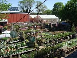 Starkie Bros Garden Center Plant
