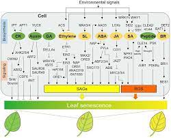 Leaf Senescence