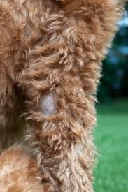 6 Tips To Help With Your Dog S Dry Skin