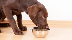 Are Peas In Common Dog Foods