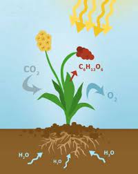 Photosynthesis Cellular Respiration