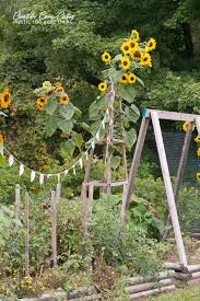 Blooming Sunflowers In The Fall Garden