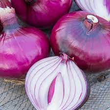 Gurney S Red Zepplin Onion Plants Live