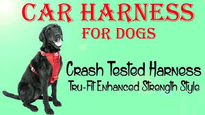 The Best Car Harness For Large Dogs