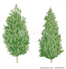 Garden Trees Crest Conifer Vector