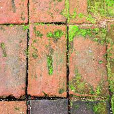 Kill Off Patio Moss And Save Days Of