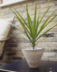 These Stunning Indoor Plants Are The