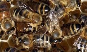 The Syrup Wiping Out Bees Uk News