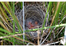 How To Help This Nesting Season
