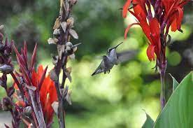 Plants To Attract Hummingbirds Garden Org