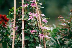 15 Flowering Vines To Add To Your