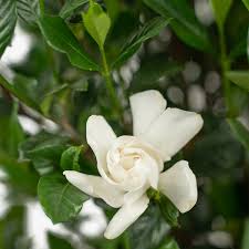 August Beauty Gardenia For The