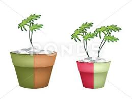 Two Evergreen Plant In Ceramic Pots