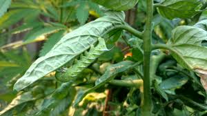 Of The Tomato Hornworms