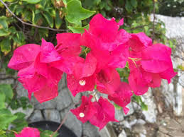 Grow And Care For Bougainvillea Plant