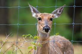 Types Of Deer Fences For Garden 7
