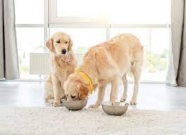 Food Aggression Towards Other Dogs