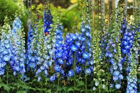 75 Beautiful Blue Flowers With Pictures