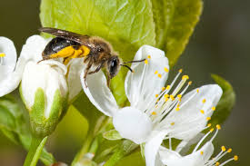 Mining Bees To Your Garden By Planting