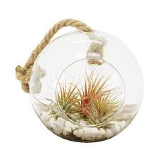 Arcadia Garden S Sphere 5 In X 5 In Glass Hanging Terrarium