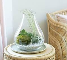 Diy Teardrop Terrarium Kit Pottery Barn