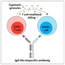t cell engaging antibos in diffuse