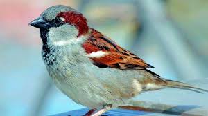 Ongc Sets Up Nests To Protect Sparrows