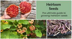 Heirloom Seeds The Ultimate Guide To