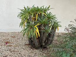 Palm Madagascar Elgin Nursery