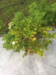Yellow Gardenia