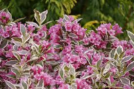 How To Grow Weigela
