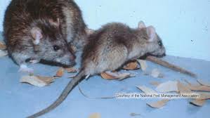 Rodent Season Focus Outside To Prevent
