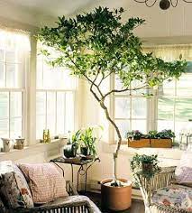Plant Decor Indoor