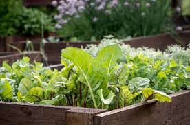 Start A Spring Vegetable Garden Box