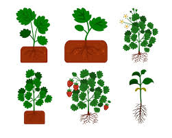 Strawberry Plant Vector Icons