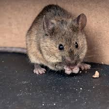 How To Get Rid Of Mice In Your Home