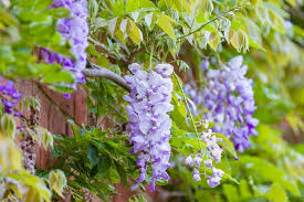 Cottage Garden Favourites 10 Plants To Try