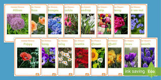 Garden Flower Photo Display Posters