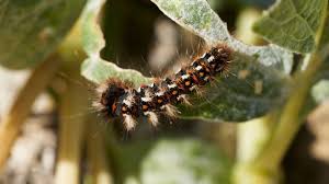Toxic Caterpillars Dangerous To Humans