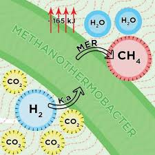 Biological Hydrogen Methanation Systems