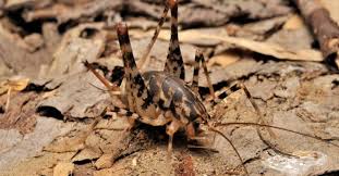 Camel Cricket Insect Facts A Z Animals