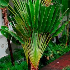 Palm Indoors Ravenala Madagascariensis