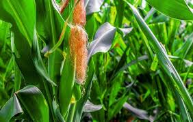 Corn Plant Stock Photos Images And