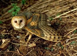 Barn Owl Bird Facts Tyto Alba A Z