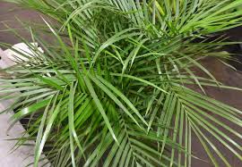 Caring For A Bamboo Palm