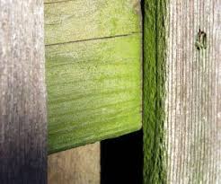 how to remove mildew from wood how to
