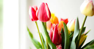 Mother S Day Flowers That Are Toxic For
