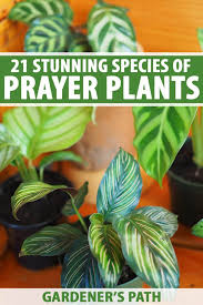 Prayer Plants